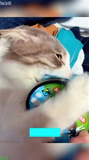 Cute Animals 😻 funny cats compilation 😹 # #2358