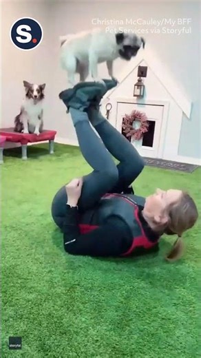 Talented 'Stunt Pug' Shows Off Series of Impressive Tricks