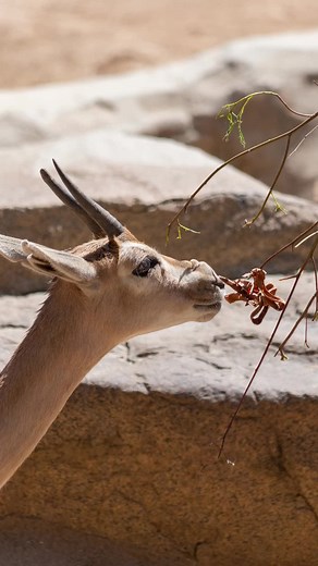 Speke's gazelle. #tiktok #animals