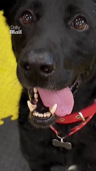 Dog with titanium prosthetic paws helps support veterans in Kyiv