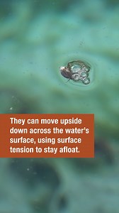 DYK there’s a special snail in the thermal waters of Banff National Park, that is found no where else in the world?! 🐌🌊 Check out this video for some fascinating facts about these Species at Risk listed curious creatures. Want to learn more? Visit us at the Cave and Basin National Historic Site to see them up close! For hours of operation, please visit: https://parks.canada.ca/lhn-nhs/ab/caveandbasin/visit/heures-hours | Banff National Park