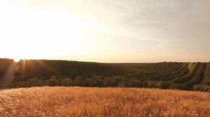 Harvest is in full swing! Stay tuned as we take you on a virtual tour! You’re in for a treat with photos and videos showing #HowWeHarvest right from the orchard and even giving away some harvest-inspired gift packs. Can’t wait to take the journey? Learn all about almond harvest now, visit http://www.almonds.com/consumers/harvest. | CALIFORNIA ALMONDS