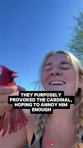 They tried to trick this rescued cardinal into flying away... but he outsmarted them! 😂#rescue