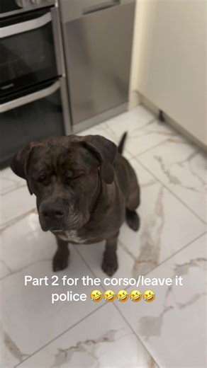 Understanding Cane Corso Training Habits