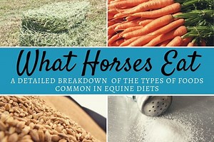 What Horses Eat