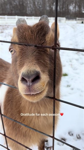 Yes it’s freezing, yes the barn is falling apart. Privilege is in perspective ❤️