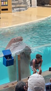 3.7M views · 28K reactions | Splashing walrus #walrus #walruses | Bucky | Facebook