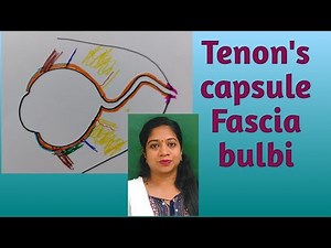 Fascia bulbi/ Tenon's capsule/ Periorbita/ Intermuscular septum/ Fascia expansions of EOM