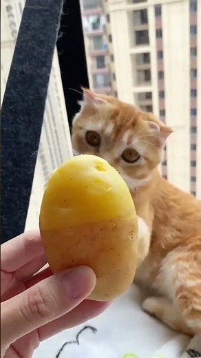 Dogs vs Cats Compilation_3