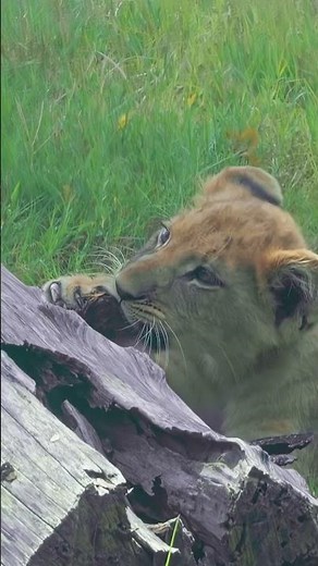 Extreme Closeup Video Of An Adorable BABY Lion Playing