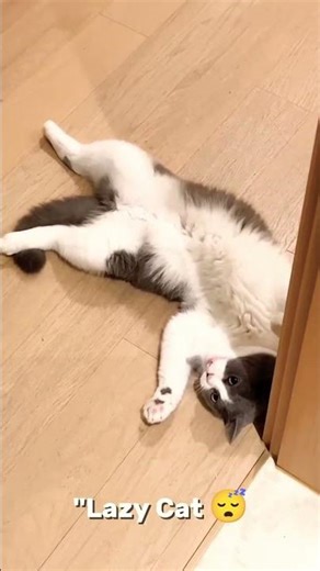 Lazy Cat 😴 | Funny and Adorable Cat Moments