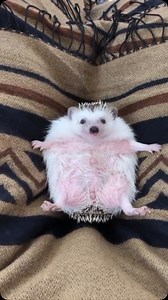 22K views · 363 reactions | Hedgehogs are small, nocturnal mammals...