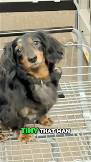 Dog Buys a GPU at MicroCenter?! | PC Building Gone Wild 🐶💻