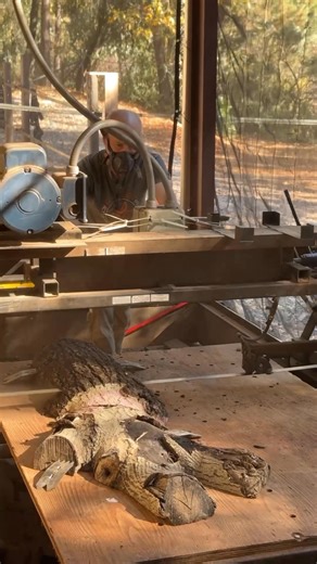 Milling a walnut log with a graft line. I believe the root stock is Hartley and the top is English walnut, not that you can see it here. #bandsawmill #liveedge #liveedgefurniture #slabfurniture #finewoodworking | Paul Van Altena