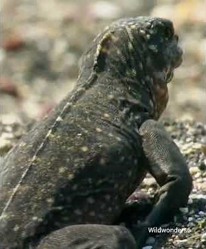 marine iguana vs snakes 😳 #viral #animals #wildlife #shorts