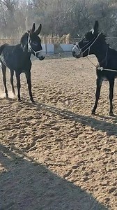 14K views · 66 reactions | #FunnyDonkey #HilariousHorse #LaughingLlama #ComicalCritters #SillySidekicks #AmusingAnimals #JokingJennet #HumorousHooves #CheekyChamomile #WittyWhinnies https://amzn.to/3TMmfuJ | Animals Love | Facebook