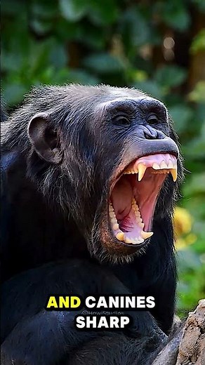 Why You Would Not Survive a Chimp Attack