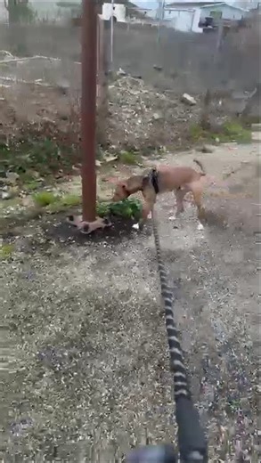 chien croisé à l'adoption découvrez BULL