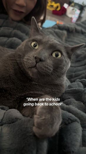 You and me both buddy… *sighs* #homefortheholidays #catsoftiktok #kidsbelike