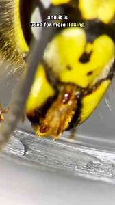 Have You Ever Seen a Wasp Tongue