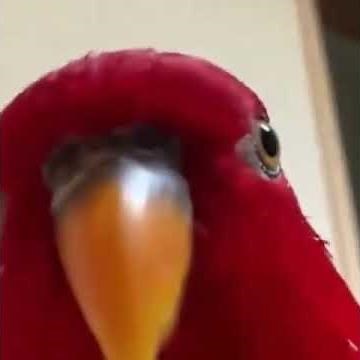 Funny Red Parrot
