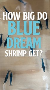 Our Blue Dream Shrimp boast a stunning deep blue hue, with genetics originating from Chocolate Shrimp. They breed true, offering nearly solid blue-black coloration, with some showing a unique Rili pattern. A must-have for any shrimp tank! 💭 Check out Blue Dream Shrimp here 👉https://bit.ly/3Y7nJ5K Other Helpful Links: 🦐 Shop our Shrimp: https://bit.ly/3Qx3uKY 🐡 Shop our Fish: https://bit.ly/3Gw0fxm collections/all-nano-fish 🌱 Live Aquarium Plants: https://bit.ly/49uh6y6 🐌 Shop our Snails: h