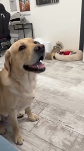 The kindest dog in the world #fbreels #reels #fbreels2024 #amazing #dogcat #dog #cat #animal #pet #catlovers #doglover | Denie Manie