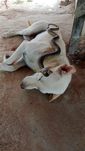 Harmony animal Around the World #shorts