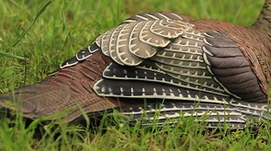 4.1K views · 88 reactions | This lady is ready and waiting! The LCD Laydown Hen's body, wings, and head simulate a hen turkey's authentic breeding position. It's a compelling invitation and one that's been the demise of many a boss gobbler. | Avian X | Facebook