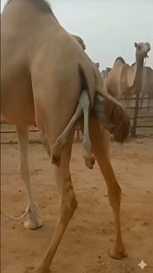 A Miraculous Moment of Nature: Camel Giving Birth