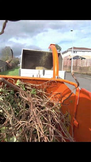timberwolf vs honeysuckle, she likes a challenge #gardentok #gardening