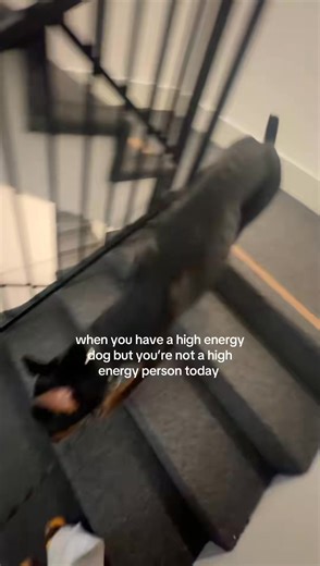 And he’ll be ready for something else in a few hours 🙃 #doberman #dogs #dogslife #doggo #dog #doggy #doggle #dogsofinstagram #dogreels | The Dobie Team