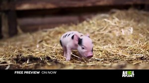 Don't miss the Animal Planet free preview, on now until January 10th....