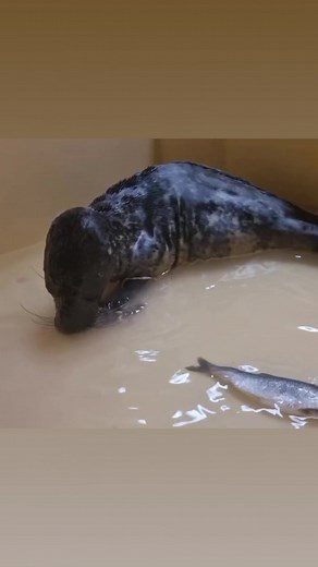 6K views · 172 reactions | Bran snorting, slurping, & nom nom noming his breakfast with great gusto! This messy eater has such a big appetite! 殺 #marineanimals #sealrescueireland #animalrescue #sealsofinstagram #sealsofticktok | Seal Rescue Ireland | Facebook