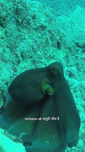 "amazing fact about octopus😯 #shorts "