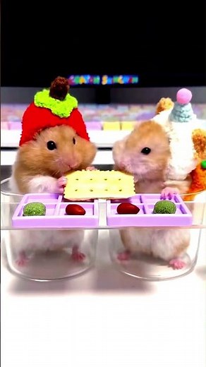 Hamsters Had The Cutest Interaction! ❤️#animals #hamsters #cute