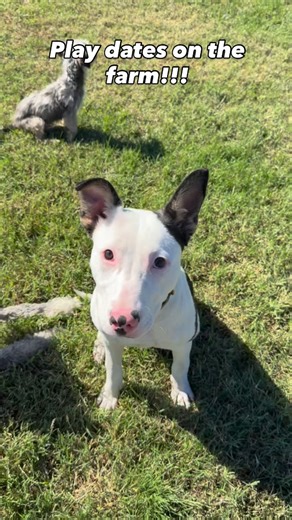 It’s a lucky day when Snooty foster dogs get to have sunshine and group play in wide open spaces. Playing with dogs teaches not just play skills, but social skills. Dogs like Tuskey and who didn’t come in with much confidence or socialization, can improve by leaps and bounds hanging out with dogs like Peekah and Stellar Lupi who are so happy go lucky. We have many great dogs available for adoption and we’d love to help you make a match!!! Snootygiggles@gmail.com for more information!!! | Snooty 