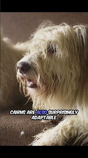 Cairn Terriers_ Joyful Companions