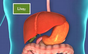 How Does the Digestive System Work?