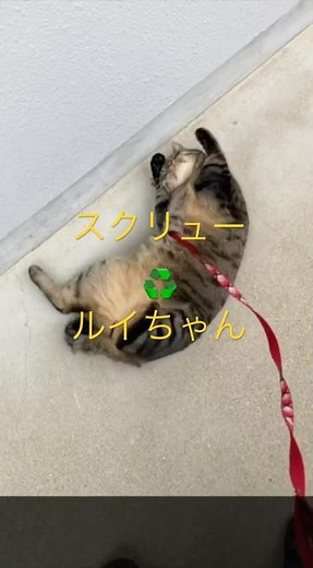 待ちに待った お散歩だニャン😹 キジトラ猫 #cat #猫のいる暮らし #きじとら猫 #キジトラ猫 #お散歩