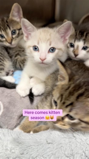 The newest & most adorable arrivals: Thistle, Stratos Blue, Chartruse, Honeydew, Maxine & Eugene 😻