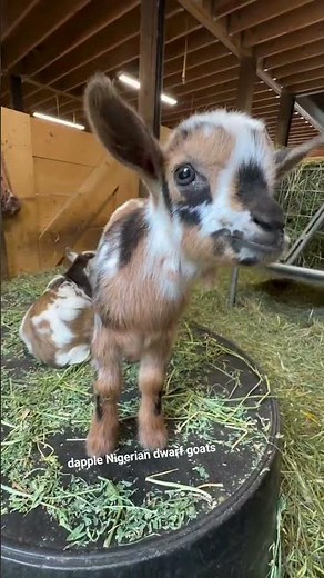 Healthy Nigerian Dwarf goat for sale 🐐F