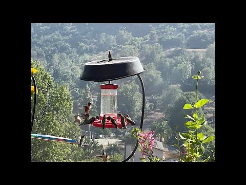 🔴 Hummingbirds Feeding in Southern California Robbie and Gary Gardening Easy is live!