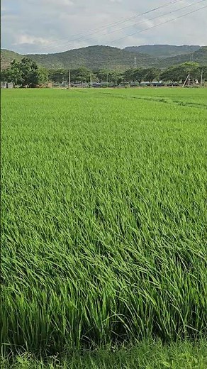 The Hidden Meanings of Green