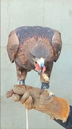 Why Does My Golden Eagle Eat in Tiny Pieces? 😳🦅