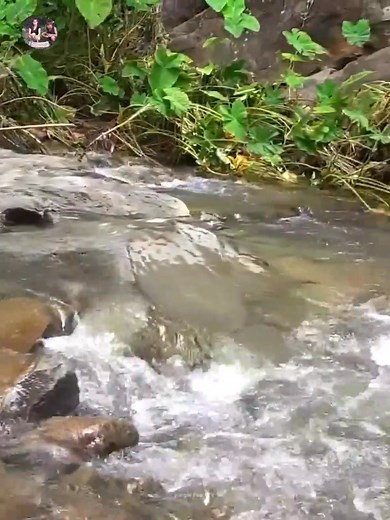 Cooking Big Fish and Yummy delicious Part 2 | Jungle Food TV