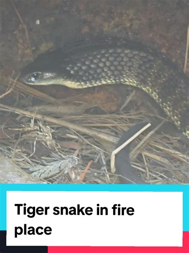 TIGER SNAKE IN A FIRE PLACE Of all the places to hide, this tiger snake chose a fire place on a hot day in the middle of bush fire country in Strathewen. The fantastic owners called me immediately to tell me there was a tiger snake hiding out in tinder so I showed up. Our lovely tiger snake was removed to a more suitable location- near some water. Remember, because fire places are unused at this time of year, snakes may take up space there. #fireplace #fire #snake #snakecatcher #snakes