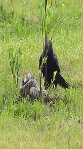 Crow vs Snake | Colombia Paradise