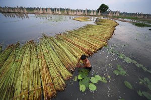 A farmer seen busy in Jute retting and processing at Bortir Bill, a...
