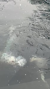 It’s snowing in Seward, Alaska! For those of you following from afar, you might be surprised that we’re excited about snow in the winter. This year specifically we have seen much less snow than normal, just as other Alaska communities have. For Seward, this feels like one of the first real snowfalls of this winter! | Alaska SeaLife Center